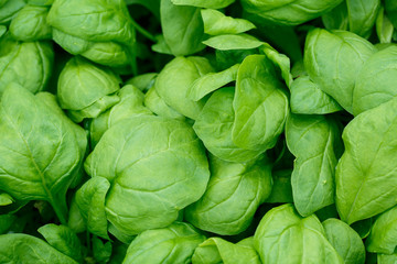 Fresh green spinach leaves background. Top view