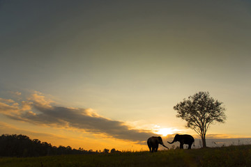 Wild elephants and sky in the evening