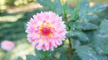 Obraz premium Pink Dahlia flower in the garden.