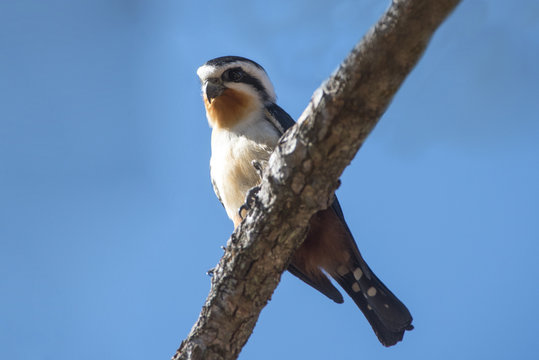 Collared Falconet on blue sky (The smallest falcon)