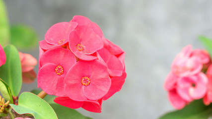 Red Crown of thorns or Christ Thorn flower in the garden.