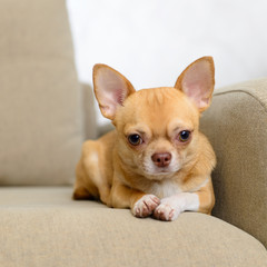 dog Toy Terrier sitting on sofa