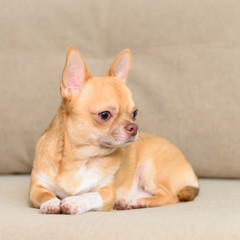 dog Toy Terrier sitting on sofa