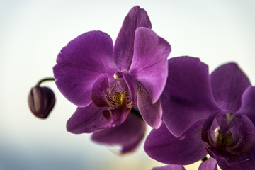 Fototapeta na wymiar Purple orchid in bloom on plain background