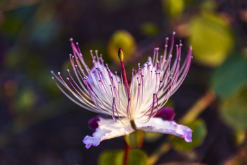 Close-up image of a Caper bush, also known as Flinders rose