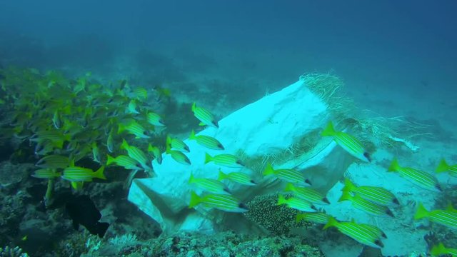 school of Bluestripe Snapper (Lutjanus kasmira) swims next to the garbage bag, Indian Ocean, Maldives