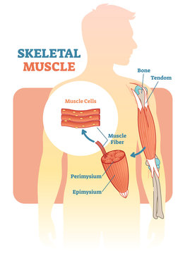 Skeletal muscle vector illustration diagram, anatomical scheme with human hand.