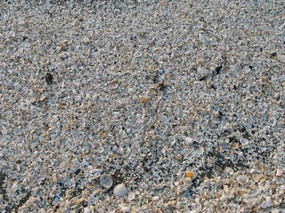 Laesoe / Denmark: Thousands of shells cover the beach at Vesteroe Havn