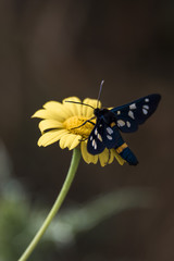 Close-up image of a butterfly and yellow daisy