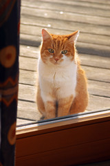 cat sitting outside of a terrace door, begging for entrance