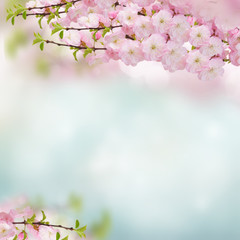 Fototapeta na wymiar Blossoming pink tree Flowers