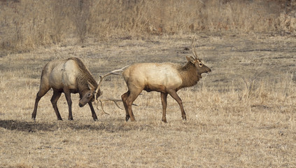 Naklejka na ściany i meble Two bull elks are fighting: adult one is pushing younger one out with antlers