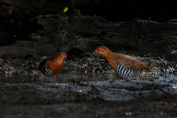 Red-legged crake ,Bird of Thailand