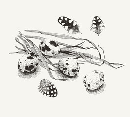 Ink drawn illustration of quail eggs with feathers on a bunch of grass. Every element such as eggs, feathers and grass can be used separately