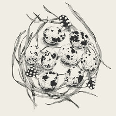 Quail eggs in a nest of grass. Every element such as eggs, egg shadows, feathers and grass can be used separately