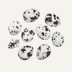 Ink drawn set of quail eggs