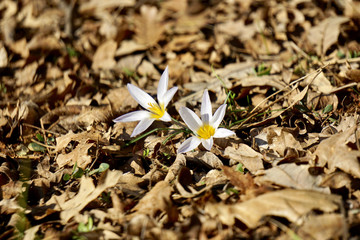 White flowers 