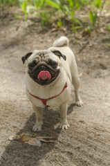 Obraz premium Dog breed pug is standing on the ground