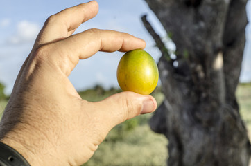 Frutos de Umbu sendo segurados