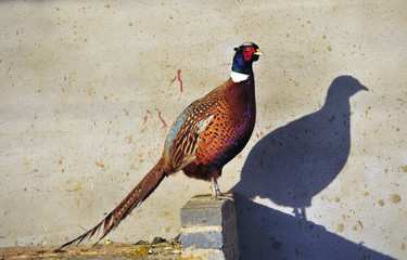pheasant