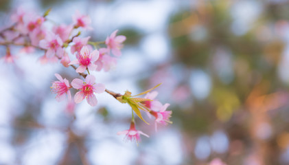 Beautiful Wild Himalayan Cherry blossom, Thai Sakura flower. 