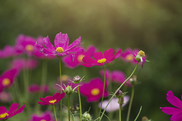 Fototapeta premium Beautiful cosmos flower in the garden and morning sunlight