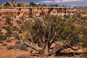 Old tree in Canyonlands NP in Utah in the USA
