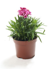 Dianthus chinensis / fainbow pink / China pink - obrazy, fototapety, plakaty