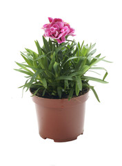 Dianthus chinensis / fainbow pink / China pink - obrazy, fototapety, plakaty