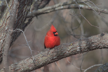 A male cardinal perched on a tree branch with a bokeh background in Missouri.