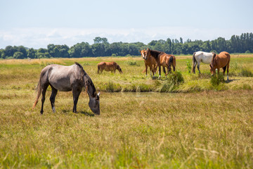 Obraz na płótnie Canvas Horses grazing on field over grass