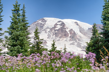 Majesty of Mount Rainier in summer time