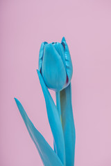 cyan colored tulip on pink 