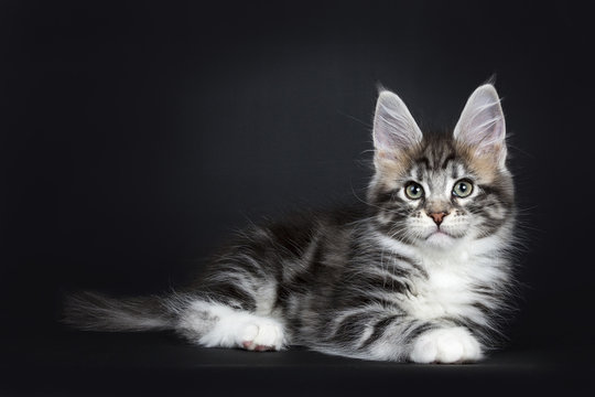Female black silver tabby Maine Coon cat / kittenlaying side ways isolated on black background 