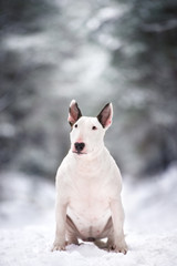 english bull terrier dog posing outdoors in winter