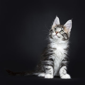 Female black silver tabby Maine Coon cat / kitten sitting and looking up on black background 