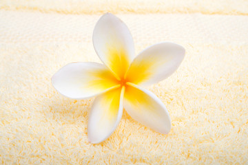 Fototapeta na wymiar plumeria flower on towel close-up