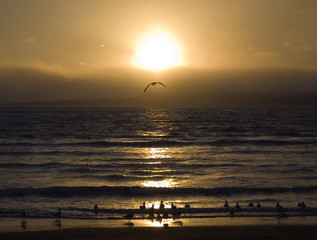 夕暮れ　海　海鳥　素材