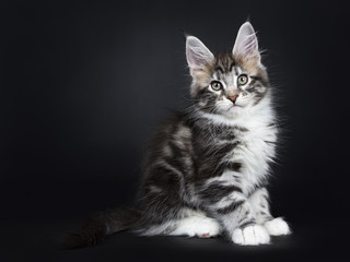 Plakat Female black silver tabby Maine Coon cat / kitten sitting side ways isolated on black background 
