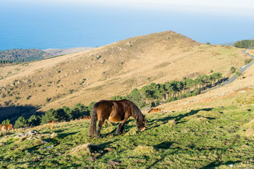 Pottok in the Basque Country, Spain