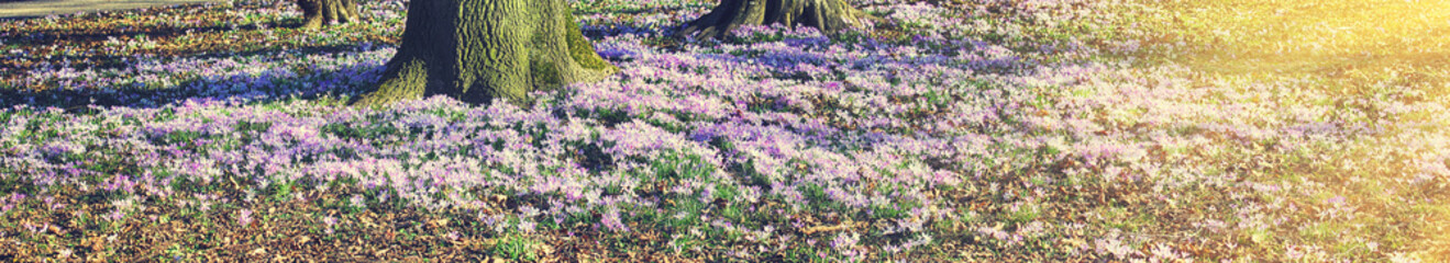 Wiese mit zarten Blumen im Fr&uuml;hling
