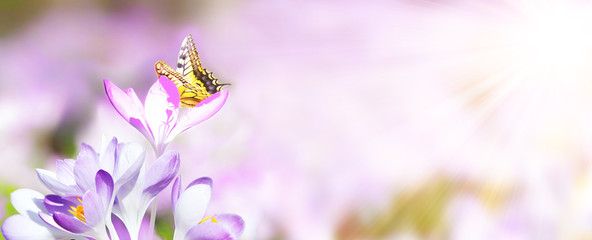 Wiese mit zarten Blumen im Frühling