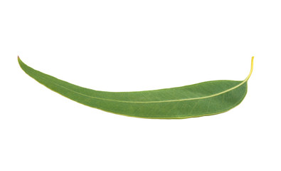 eucalyptus leaves isolated
