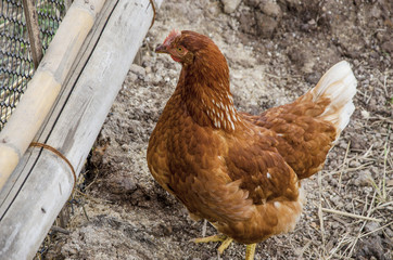 Chicken looking for food in a stable