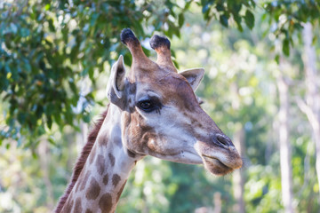Naklejka na ściany i meble the head of the giraffe, with tree background at the zoo Asia Bangkok of Thailand.