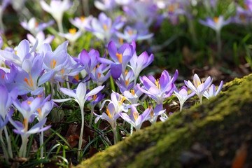Wiese mit zarten Blumen im Fr&uuml;hling