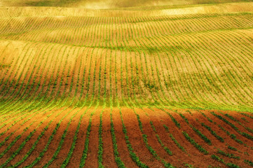 spring field. rows of sprouted agricultural crops. picturesque hilly field. agricultural field in...