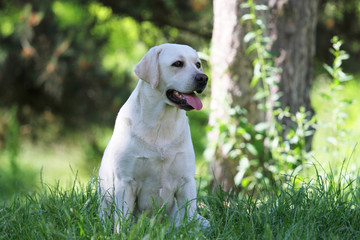 lovely cute yellow labrador in the park