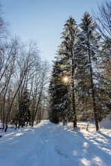 Winter snow landscape with forest and sun