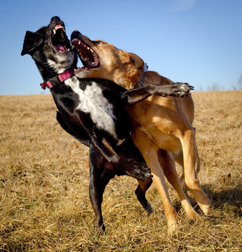 Two dogs play fighting in an open field with teeth bared